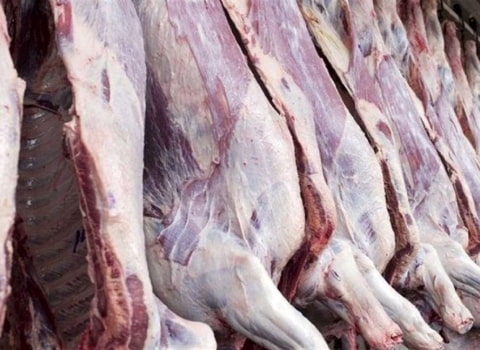 قیمت خرید گوشت گوسفند پرواری + فروش ویژه